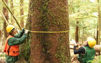 NSF H.J. Andrews LTER site scientists measure a Sitka spruce